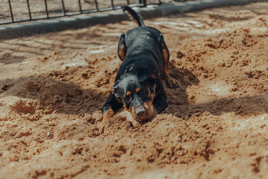 A joyful Rottweiler digging in the sandy outdoors on a sunny day.
