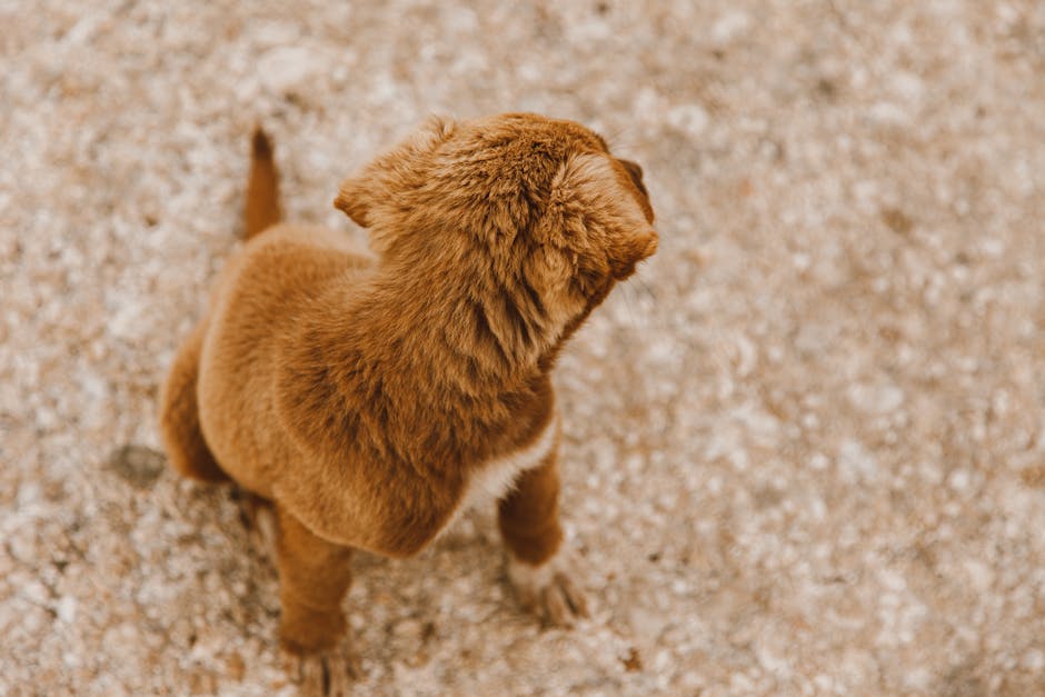 A cute brown puppy looks back, sitting on a sandy path, capturing a playful moment.