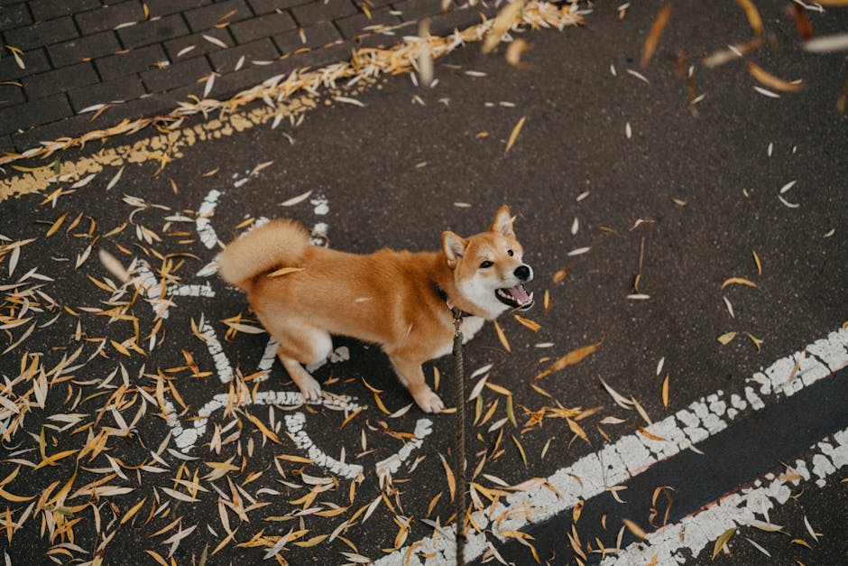 Playful Shiba Inu on a leash, enjoying autumn leaves on a pavement.
