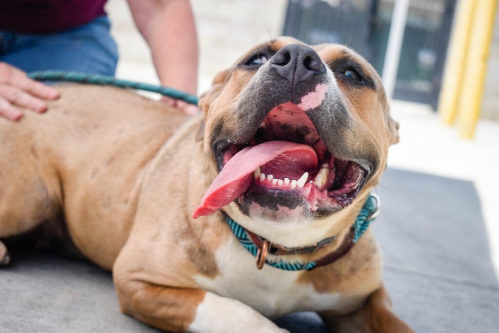 Photo Rescue Dog