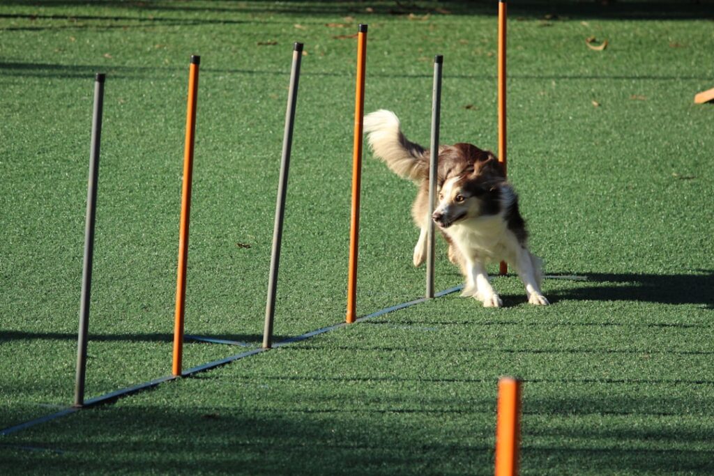 Photo dog training