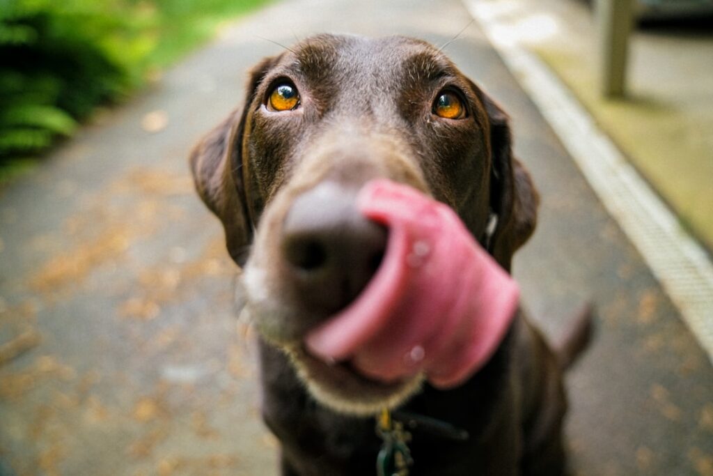 Photo Dog Crate Training