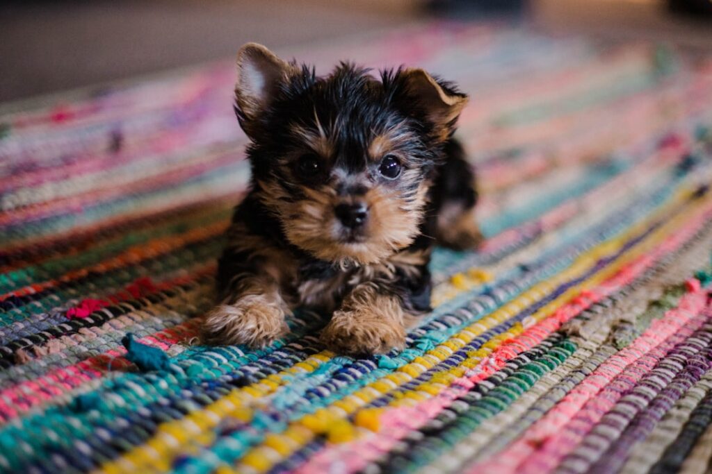 Photo puppy potty training